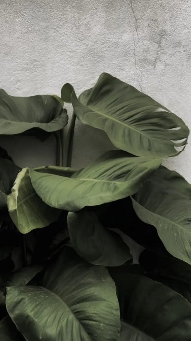 Green leaves against concrete